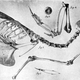 Illustration for article titled How the Railroad Wiped Out Passenger Pigeons (and Nearly Bison, Too)